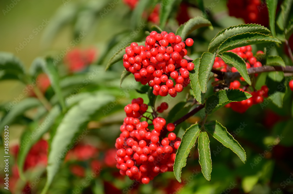 Branch of red elderberry with bunches of ripe berries Branch of red elderberry with bunches of ripe berries