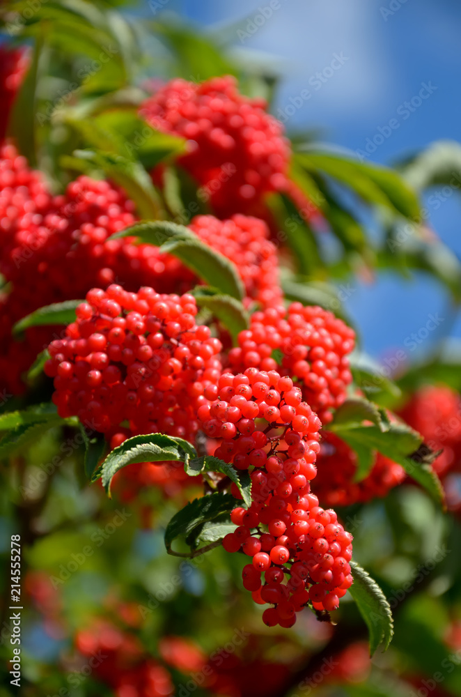 Branch of red elderberry with bunches of ripe berries Branch of red elderberry with bunches of ripe berries