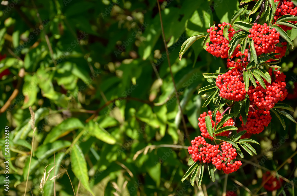 Branch of red elderberry with bunches of ripe berries Branch of red elderberry with bunches of ripe berries
