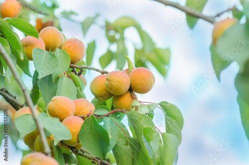 Apricots on a branch. Apricots on tree