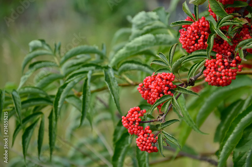 Branch of red elderberry with bunches of ripe berries