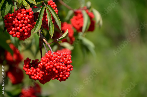 Branch of red elderberry with bunches of ripe berries