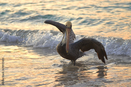 Pelican takes off from the sea wave on a summer evening