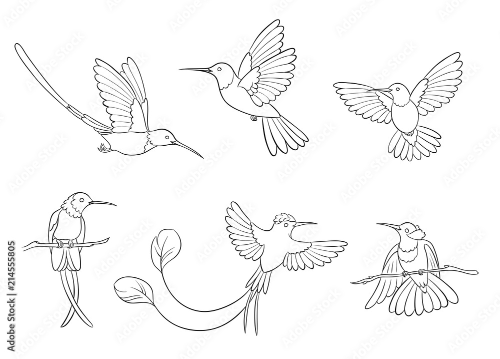 Naklejka premium Different hummingbirds in outlines - vector illustration
