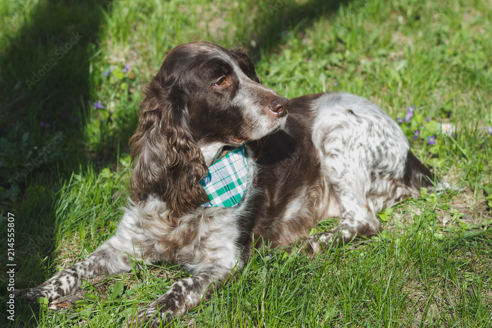 Brown spotted russian spaniel on the green grass Brown spotted russian spaniel on the green grass