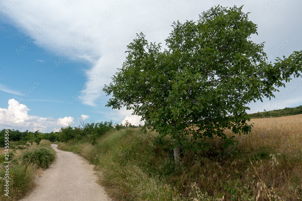 Camino Santiago at the height of forgiveness