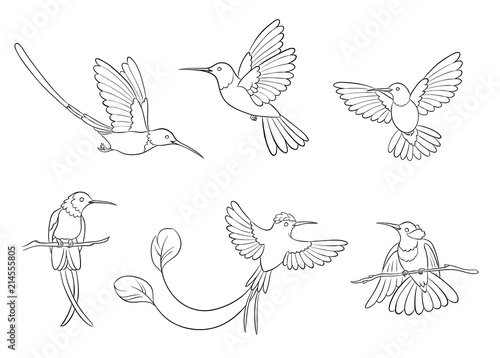 Different hummingbirds in outlines - vector illustration