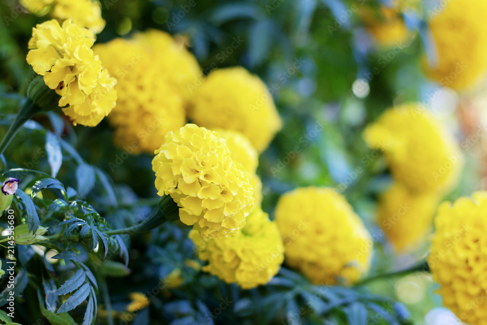 Marigold with beautiful. Marigold with beautiful.