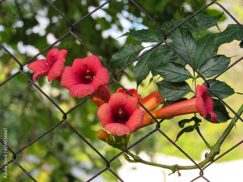 цветок Текома