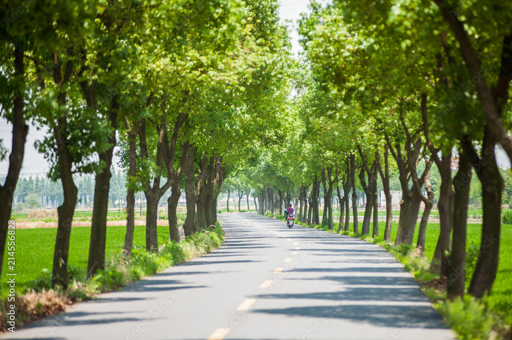 Road with motorcycle and trees growing on both sides