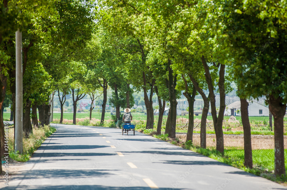 Road with motorcycle and trees growing on both sides