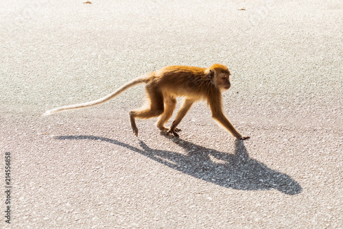 Cute young brown monkey walking on the road