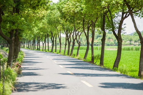 Empty road with tree growing on both sides