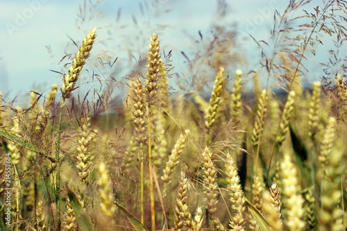 Field of gold barley