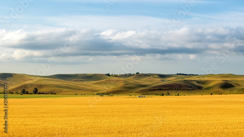панорама зеленых холмов с облачным небом и желтым полем, Россия