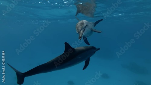 Two Spinner Dolphins greet each other, rubbing their heads together  (4k / 60fps) photo