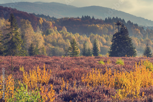 Fototapeta Naklejka Na Ścianę i Meble -  Colorful foliage in forest at fall