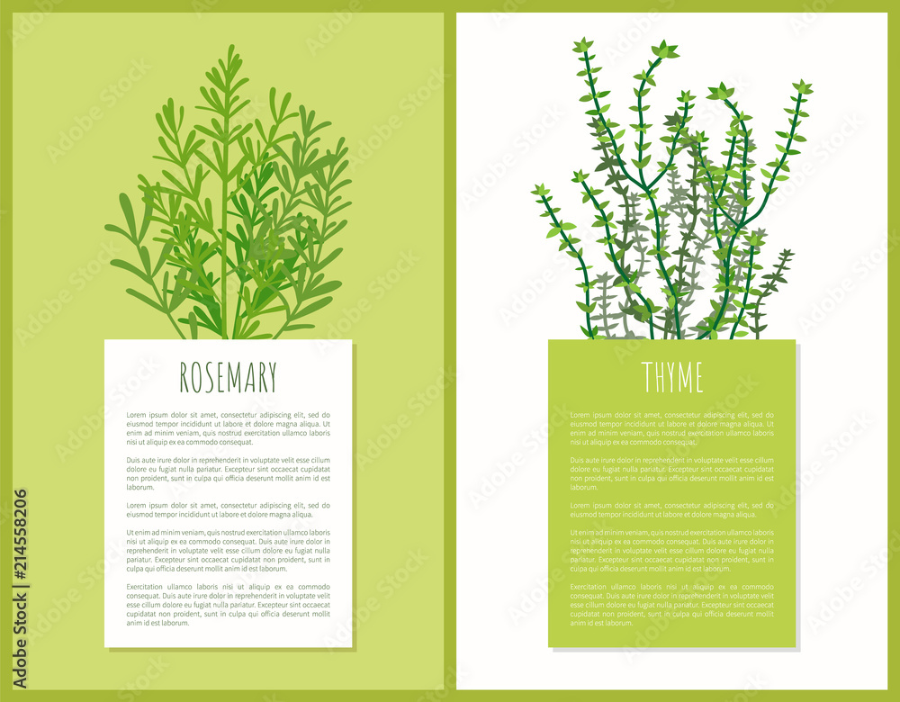 Rosemary and Thyme Herbs Template, Vector Cards