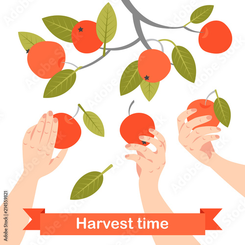 Hands are picking apples in the garden. Symbolic image of success. Vector illustration on a white background