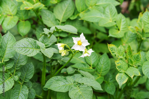 potato's flower in haulm leaves