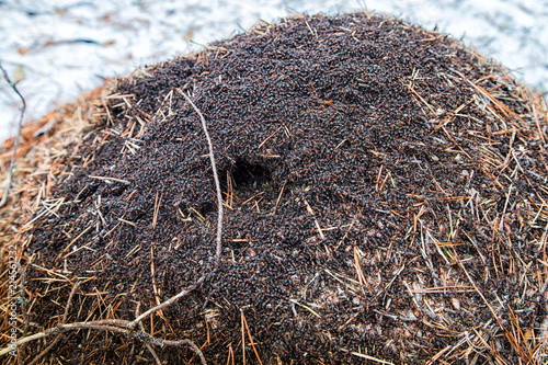 Ant hill in a pine forest in early spring