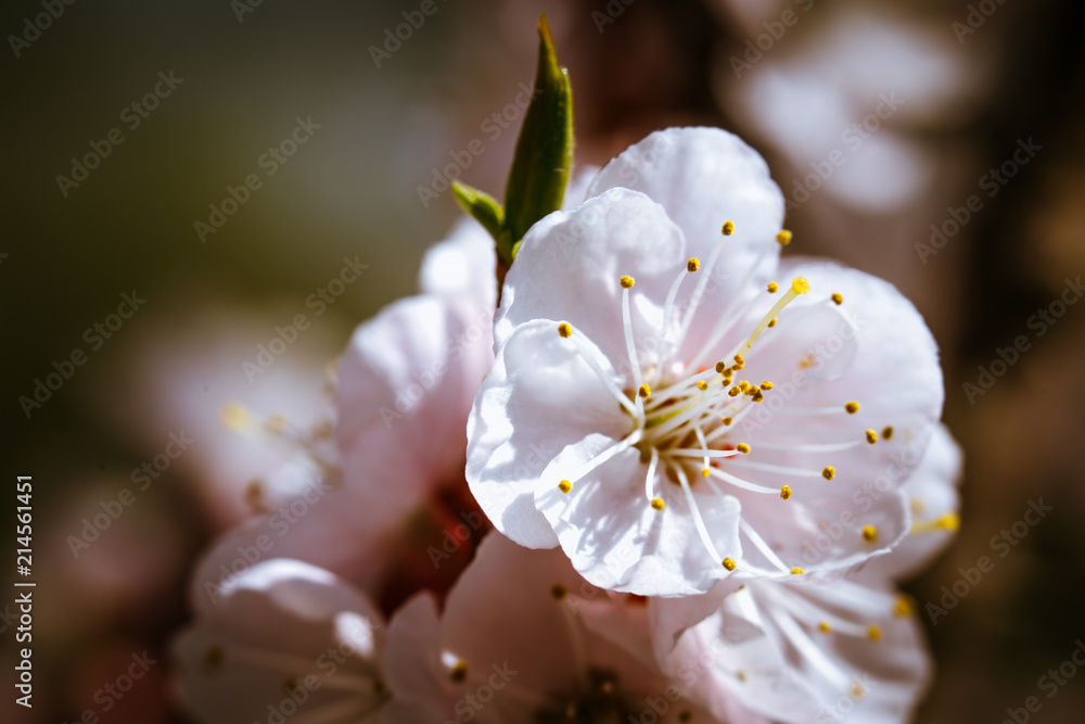 blossoming apricot close up on a sky background blossoming apricot close up on a sky background