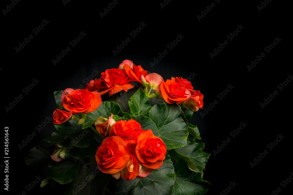 Begonia, ElatiorHybriden IV Stock Photo Adobe Stock