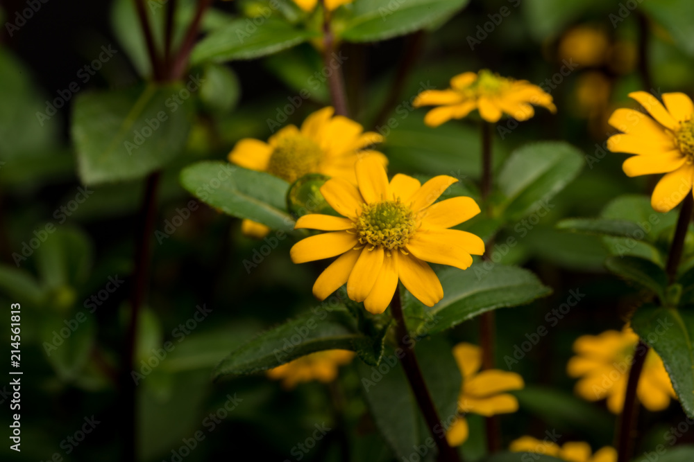 Husarenknopf, Sanvitalia procumbens Husarenknopf, Sanvitalia procumbens