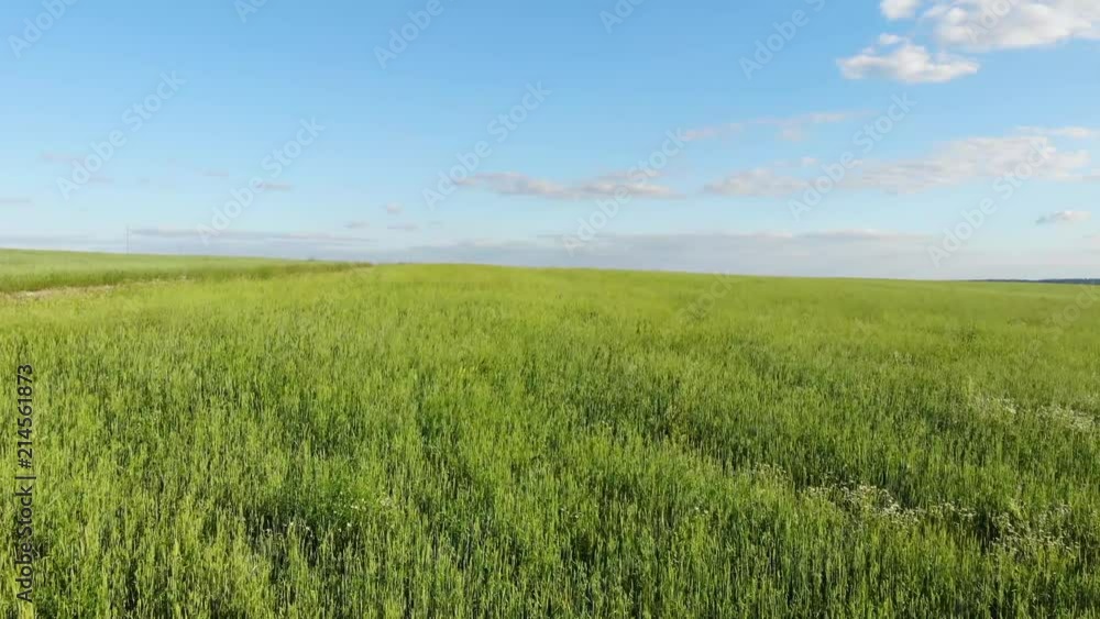Flight over fields in the countryside in the summer. Aerial photography. 4K Flight over fields in the countryside in the summer. Aerial photography. 4K