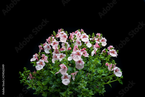 Elfensporn, Diascia-Hybriden