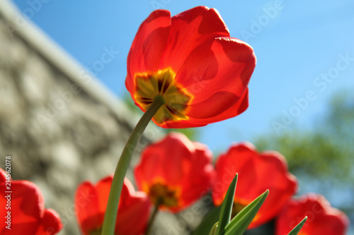 Beautiful blossoming tulips on spring day outdoors
