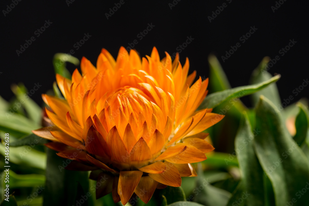 Strohblumen, Helichrysum I Strohblumen, Helichrysum I