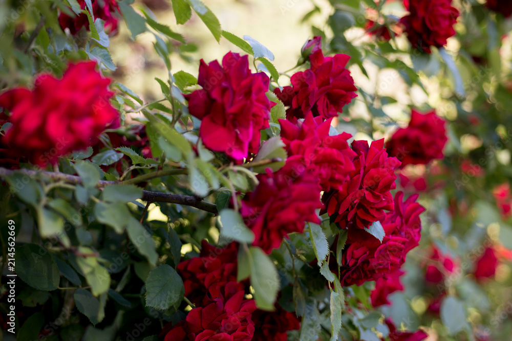 Flower of a red rose blooms in the garden