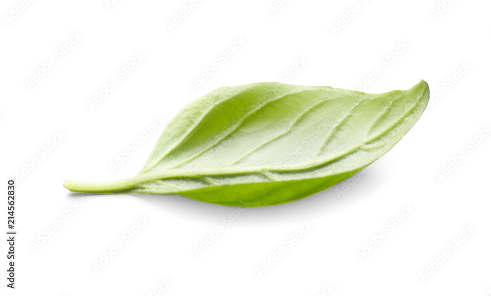 Fresh basil leaf on white background Fresh basil leaf on white background