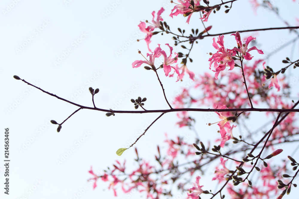 pink ceiba speciosa