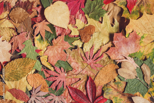 Beautiful colorful autumn leaves background 