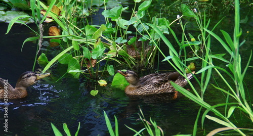 e Canard colvert (Anas platyrhynchos),femelle nageant dans l'eau  l     © Patryssia