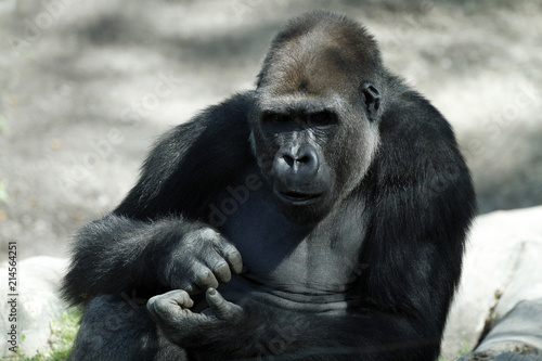 Gorilla Primat Portrait © Aggi Schmid