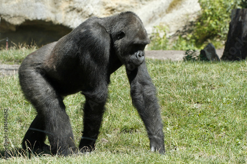 Gorilla Primat  Seitenansicht