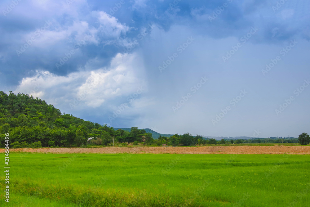 A green rice field with mountains and blue sky in the background. A green rice field with mountains and blue sky in the background.