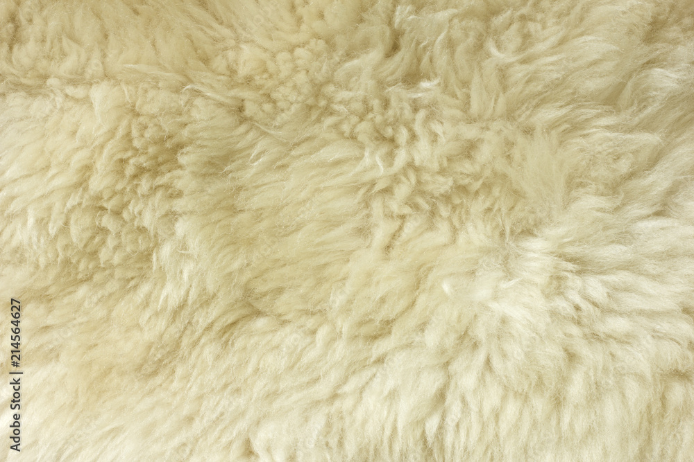 White shaggy natural sheep fur texture for background White shaggy natural sheep fur texture for background