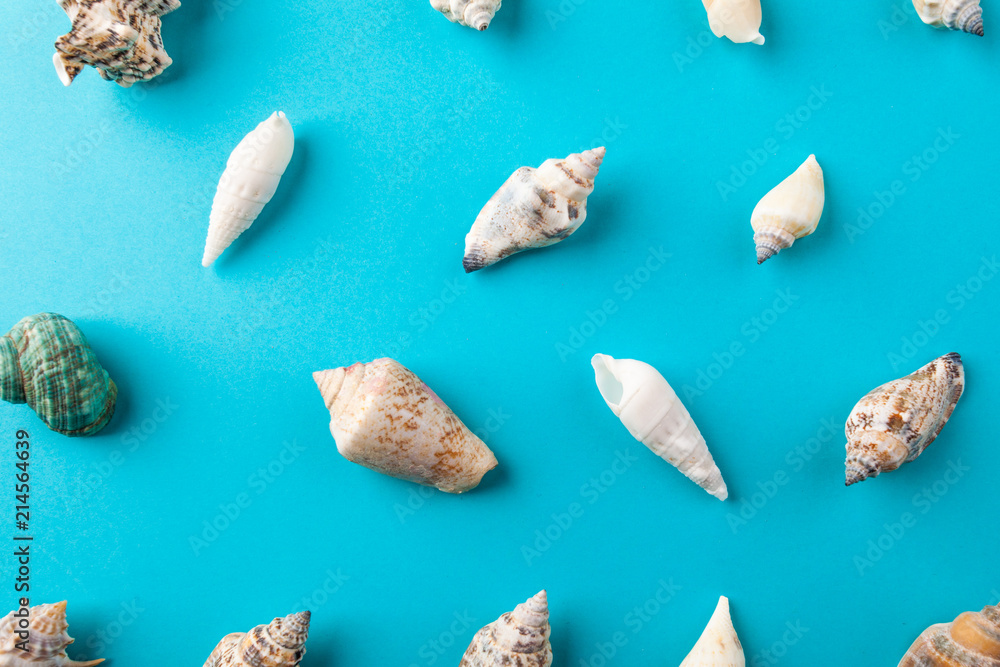 beautiful sea shells on mint background