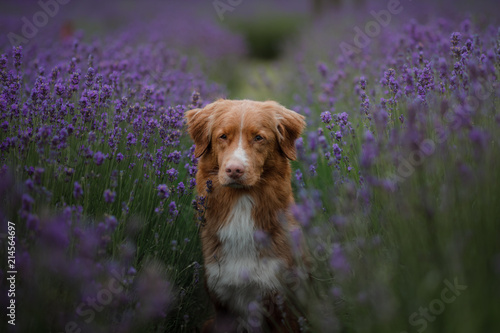 dog on a lavender field. Red pet in nature. Nova Scotia Duck Tolling Retriever outdoor