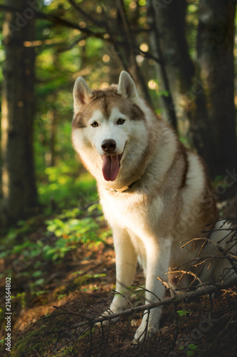 Portrait of free and prideful dog breed siberian husky sitting on the hill in the green forest in summer
