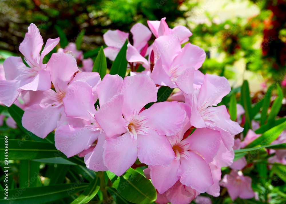 Obraz premium Blooming oleander(Oleander Nerium) with beautiful pink flowers close up.Selective focus.
