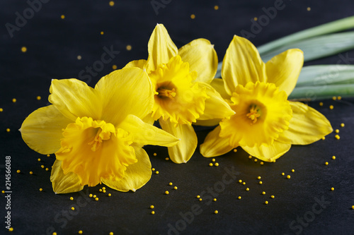 Fototapeta Naklejka Na Ścianę i Meble -  Three yellow narcissus on dark background.