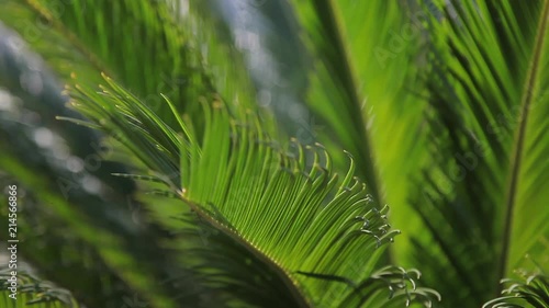 palm leaves swaying in the wind close up photo