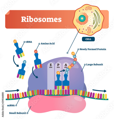 Ribosomes vector illustration. Anatomical and medical labeled scheme with tRNA, Amino acid, protein, cell, small and large subunit, mRNA. Explained closeup diagram. photo