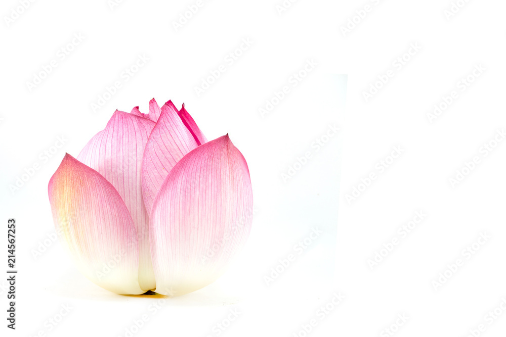 Beautiful lotus(Single lotus flower isolated on white background) Beautiful lotus(Single lotus flower isolated on white background)