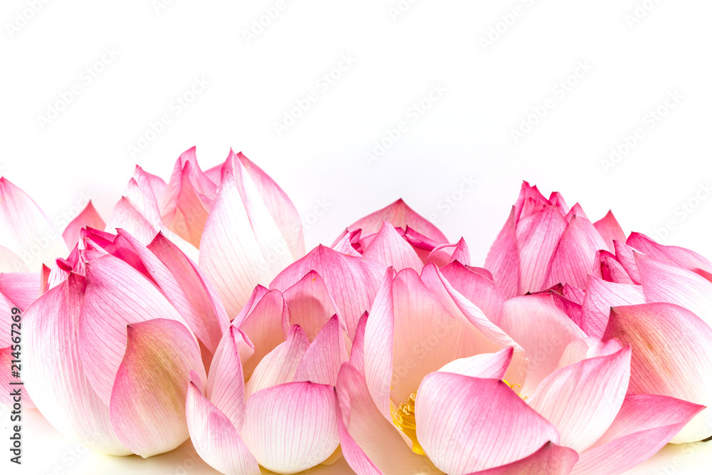 Lotus flower isolated on white Lotus flower isolated on white